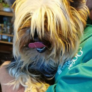 NEWTON YORKSHIRE TERRIER