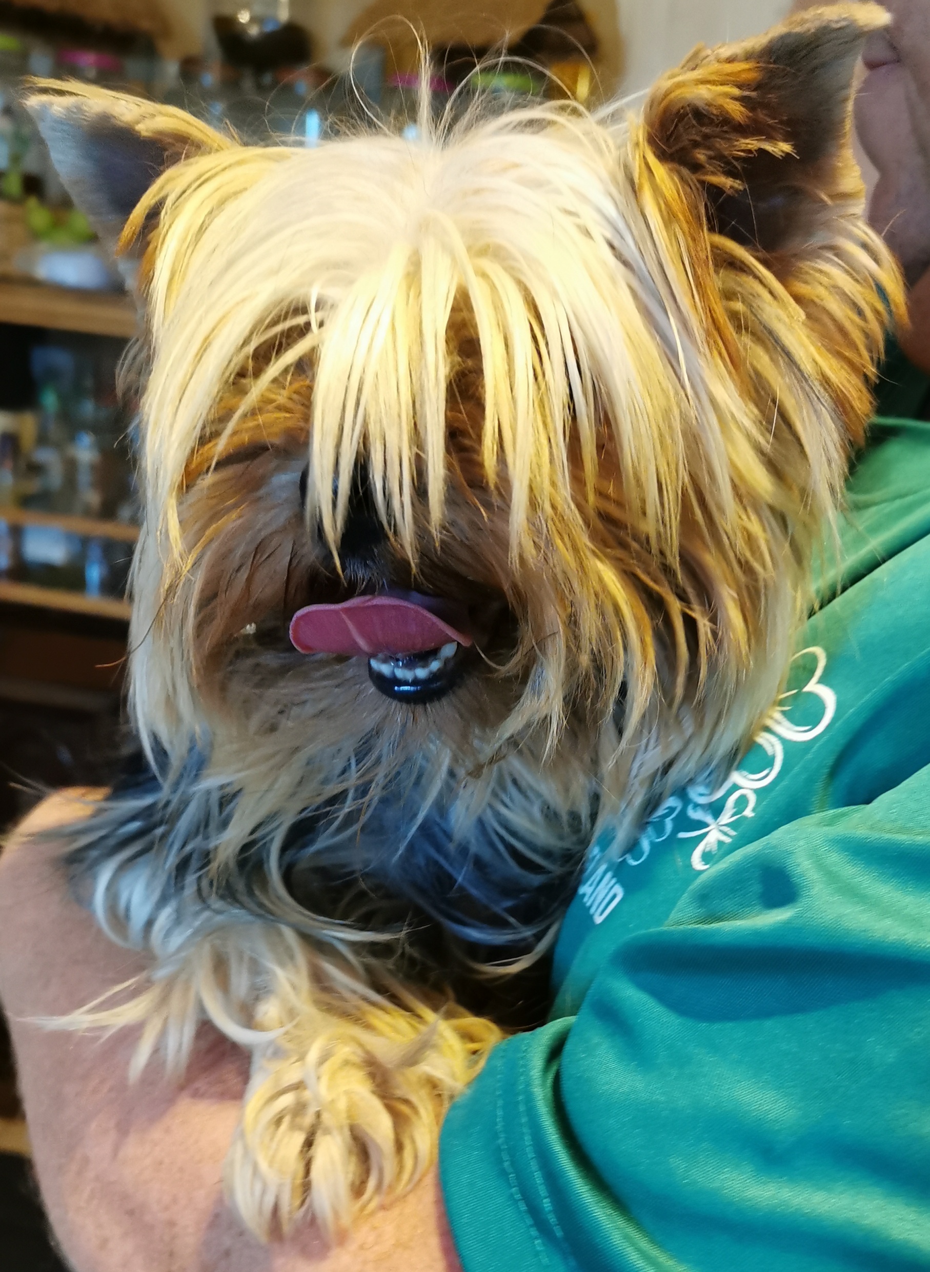 NEWTON YORKSHIRE TERRIER