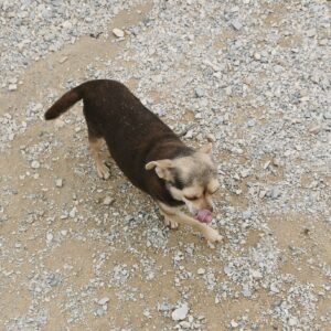 CHOCOLAT CHIHUAHUA