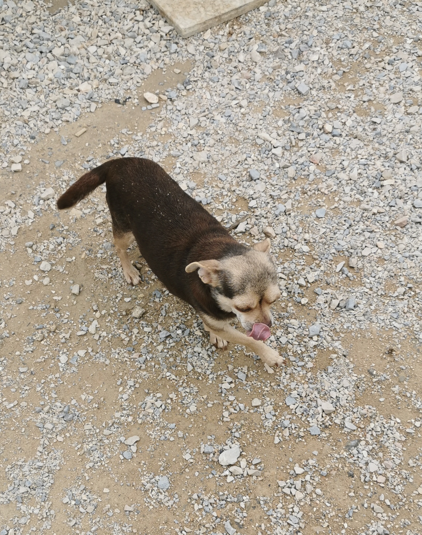 CHOCOLAT CHIHUAHUA