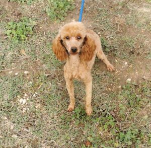 SANDY DU MOULIN DE LA TERRASSE CANICHE NAIN ABRICOT