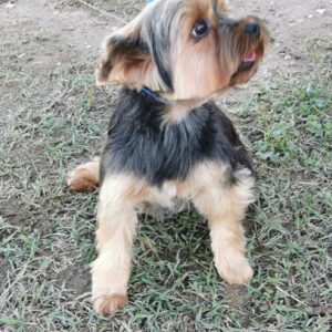 PAOLA DES TERRES D'AYRAN YORKSHIRE TERRIER