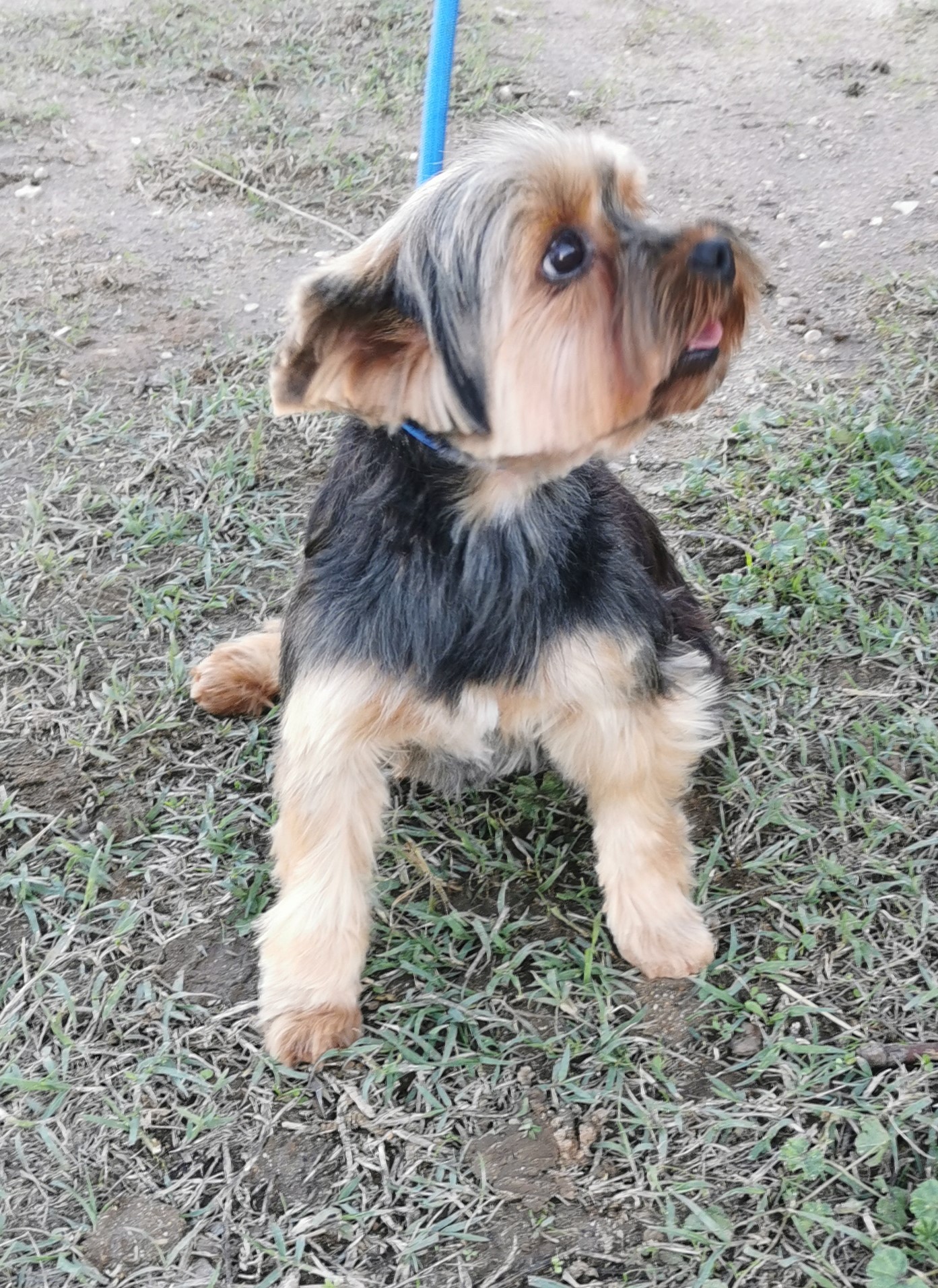 PAOLA DES TERRES D'AYRAN YORKSHIRE TERRIER