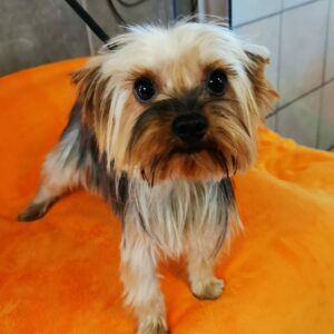 RABANNE YORKSHIRE TERRIER