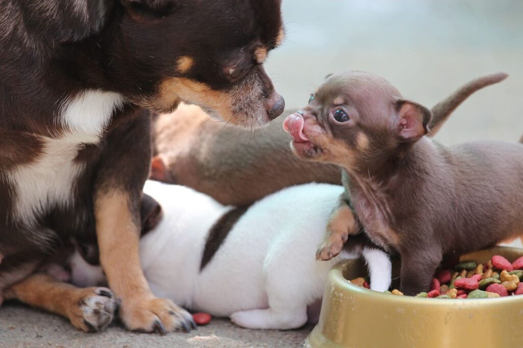 chihuahua a adopter au domaine de fantasia éleveur professionnel dans le gard