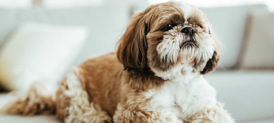 shih tzu race de chien a adopter au domaine de fantasia dans le gard