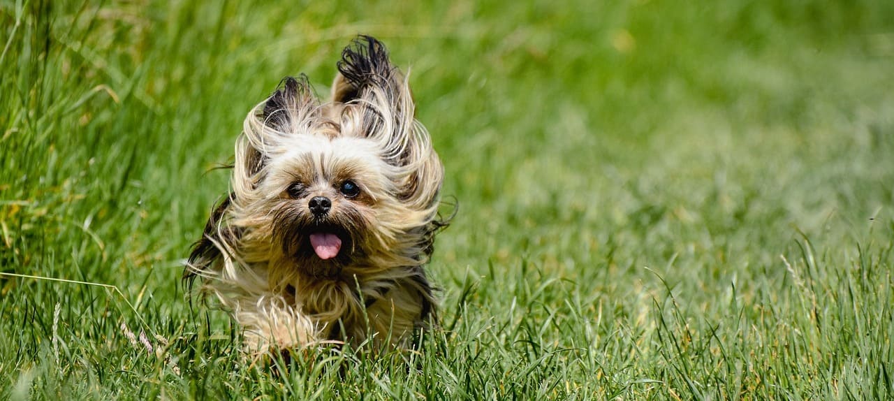 yorkshire-terrier race a adopter à l'élevage du domaine de Fantasia dans le GARD