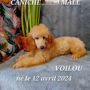 voilou caniche moyen champagne