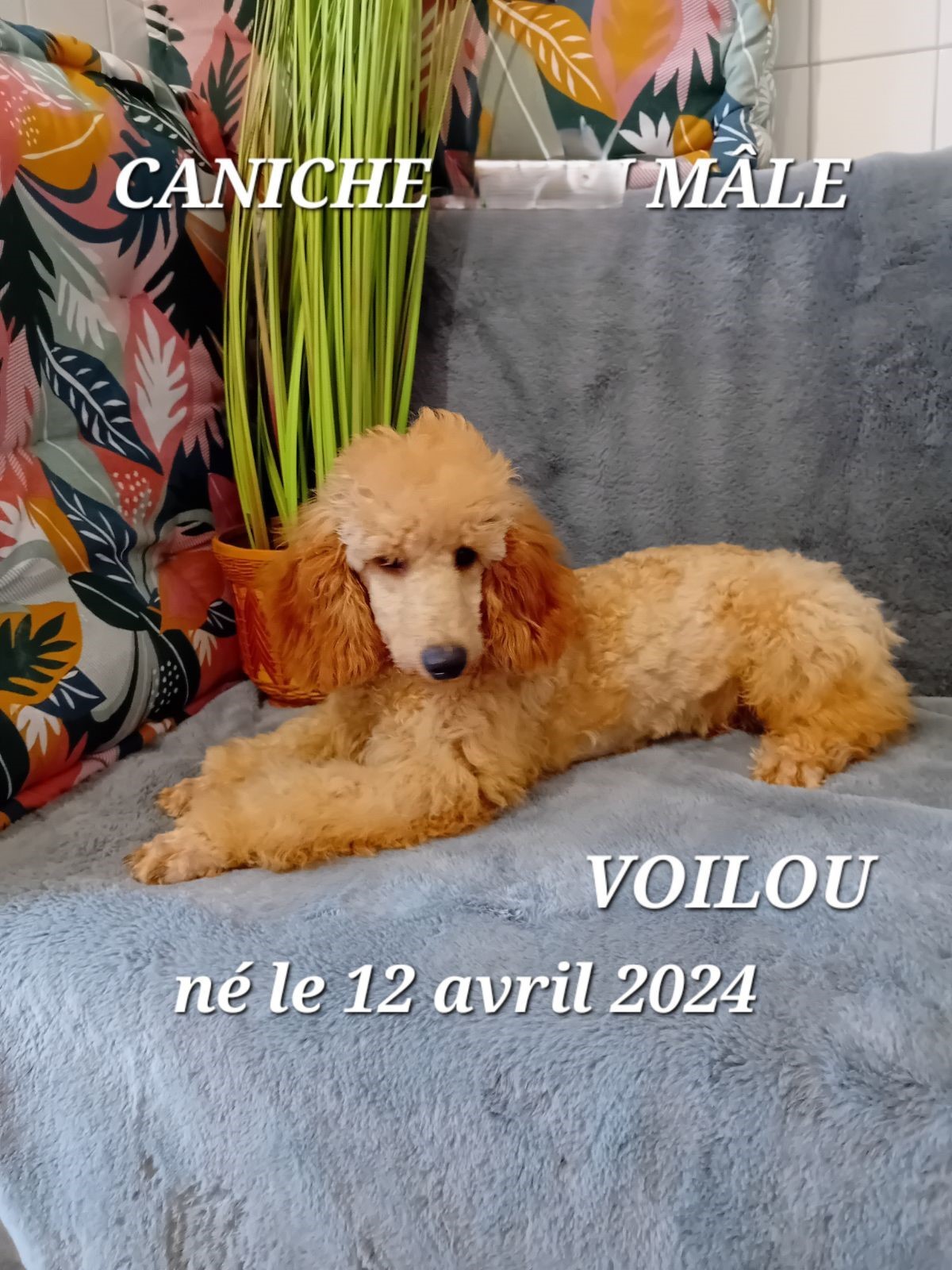 voilou caniche moyen champagne