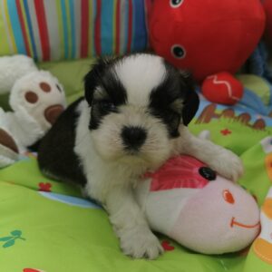 VANG SHIH TZU tricolore né au domaine de fantasia