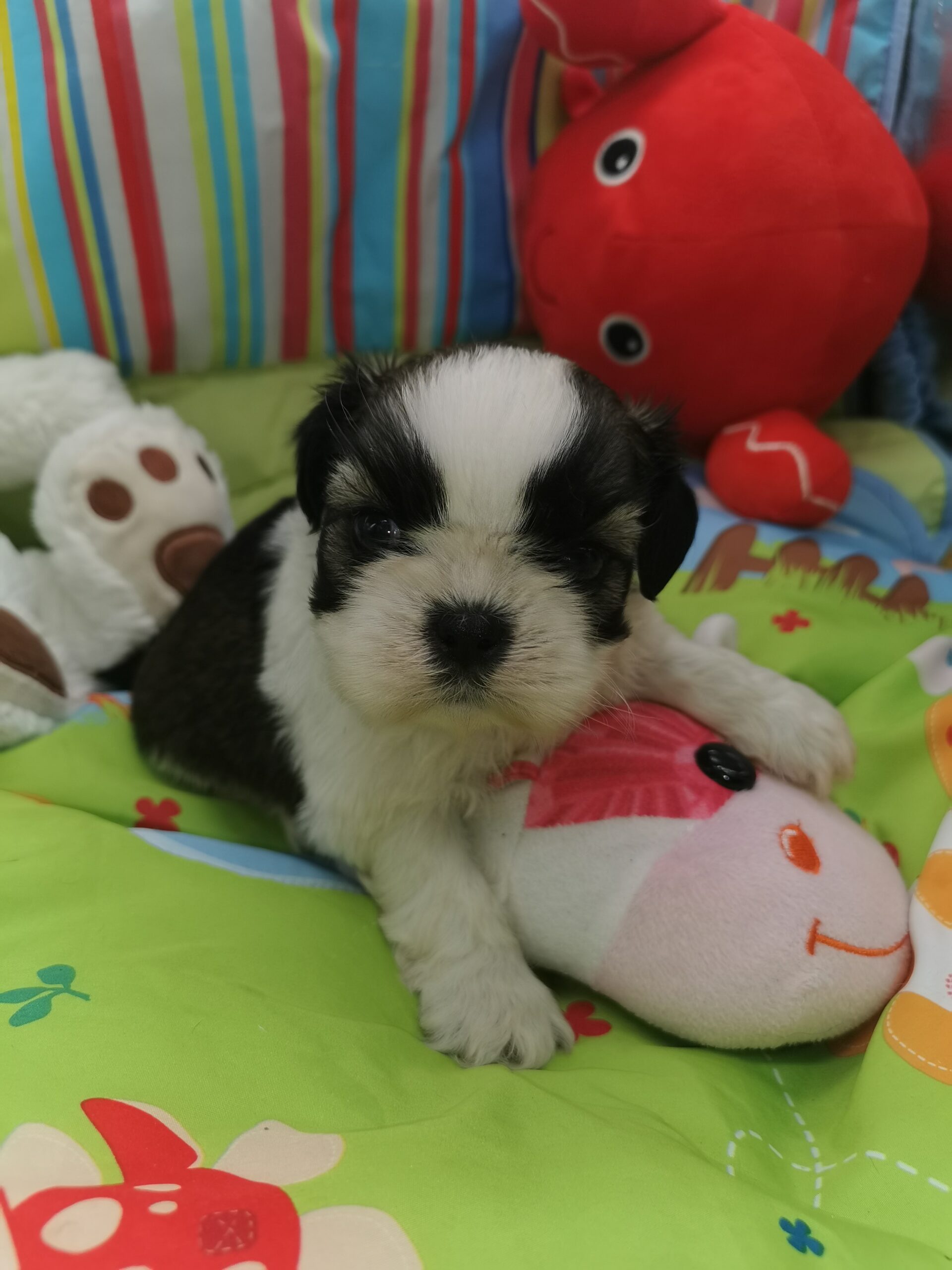 VANG SHIH TZU tricolore né au domaine de fantasia