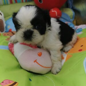 viranga jolpe petite shih tzu noire et blanche née au domaine de fantasia