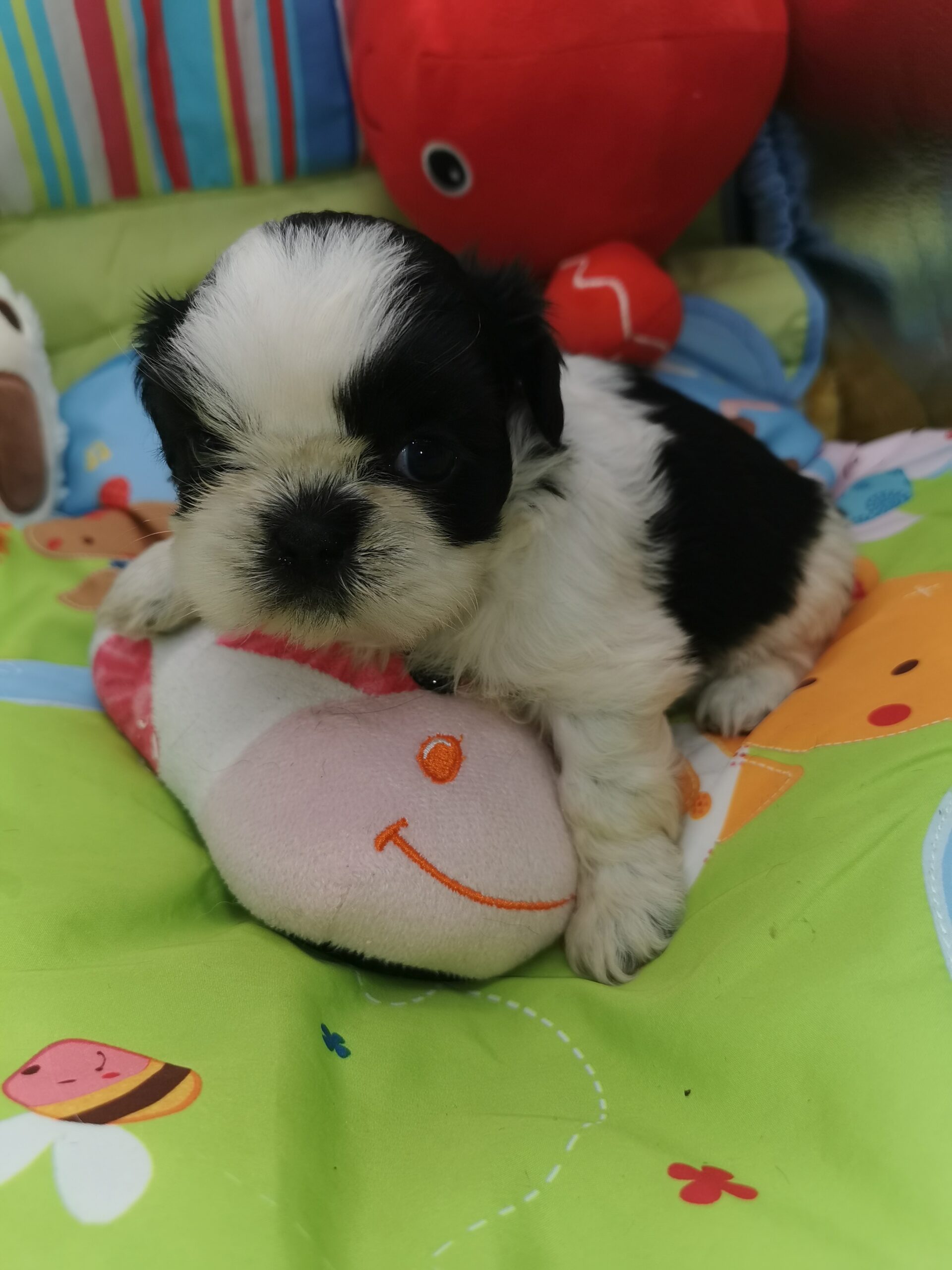 viranga jolpe petite shih tzu noire et blanche née au domaine de fantasia