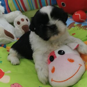 VANGLY petite femelle shih tzu noire et blanche du domaine de fantasia