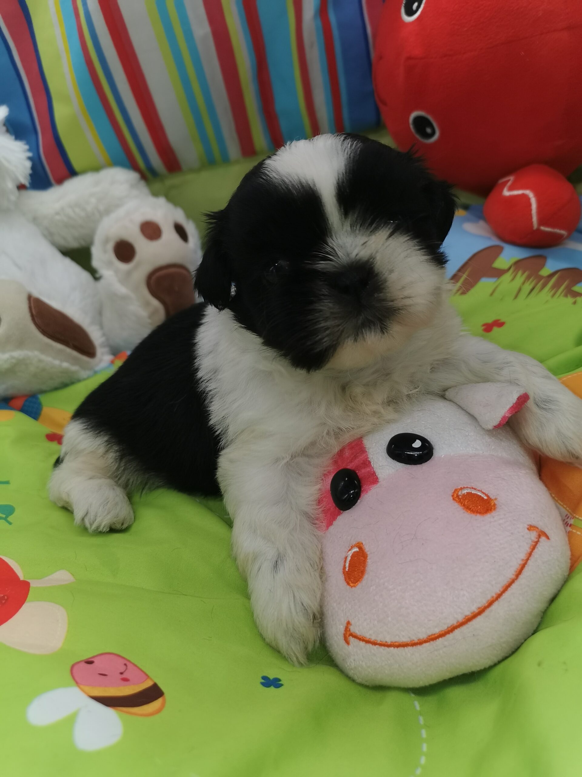 VANGLY petite femelle shih tzu noire et blanche du domaine de fantasia