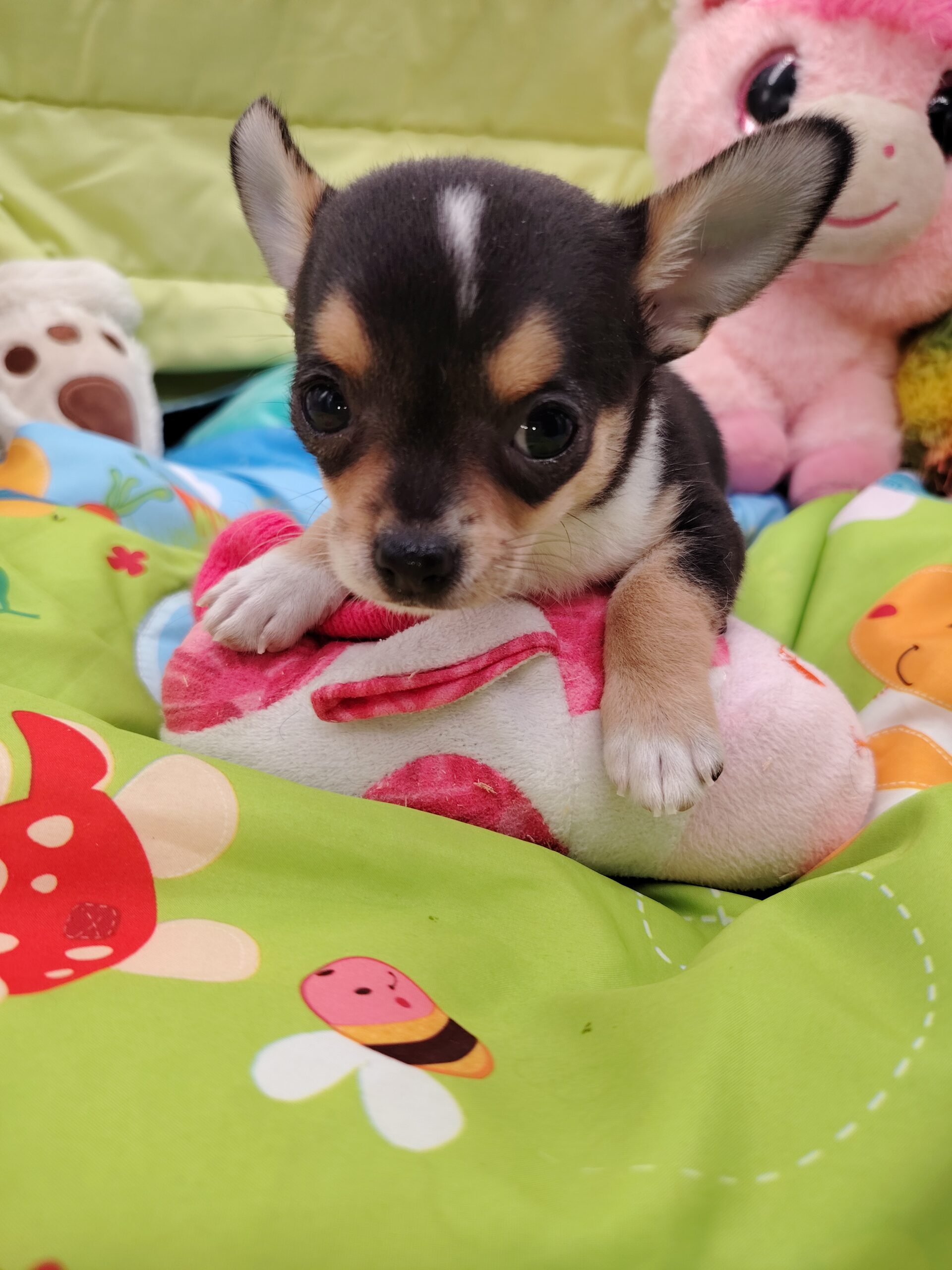 petite femelle chihuahua tricolore poil court née au domaine de fantasia