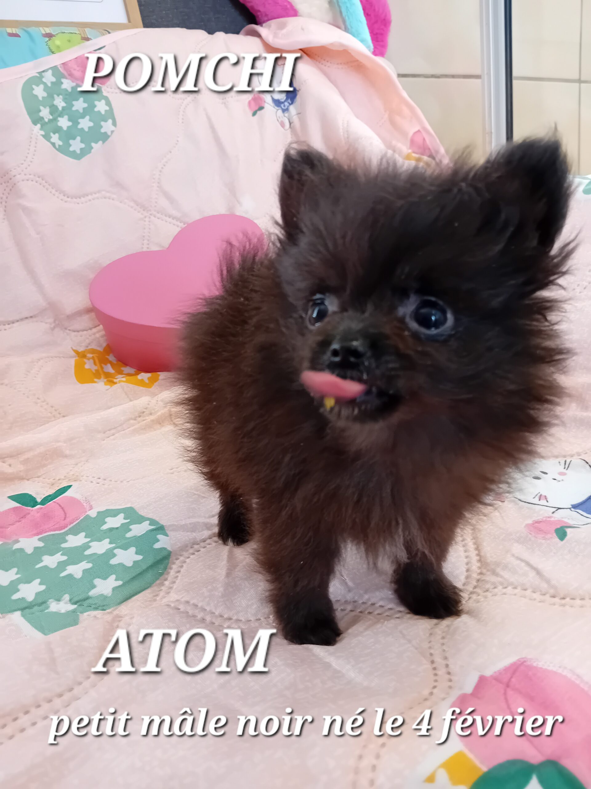 dog-breeder_52 ATOM miniature pomchi