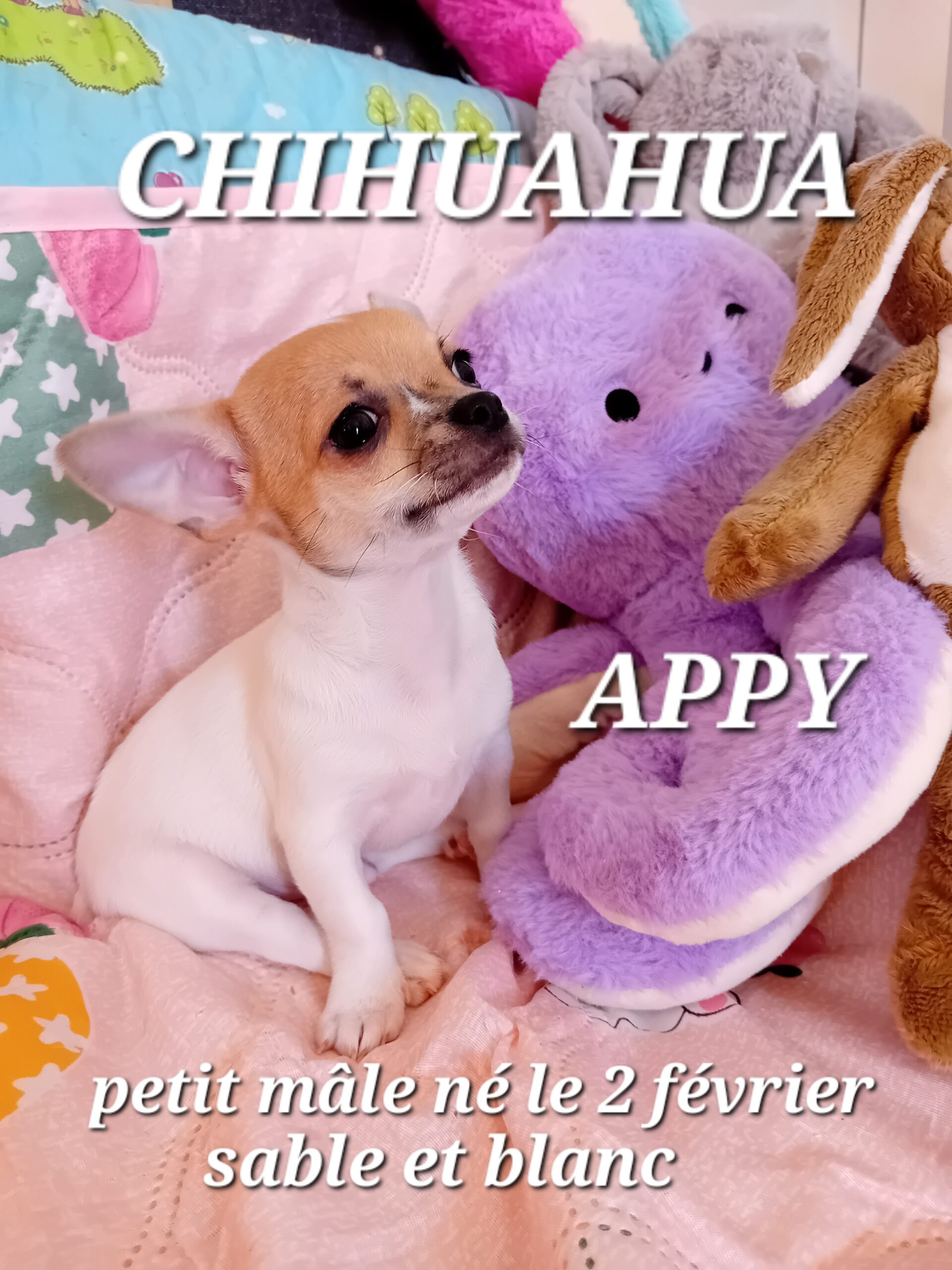 APPY