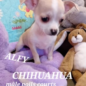 ALFY chihuahua
