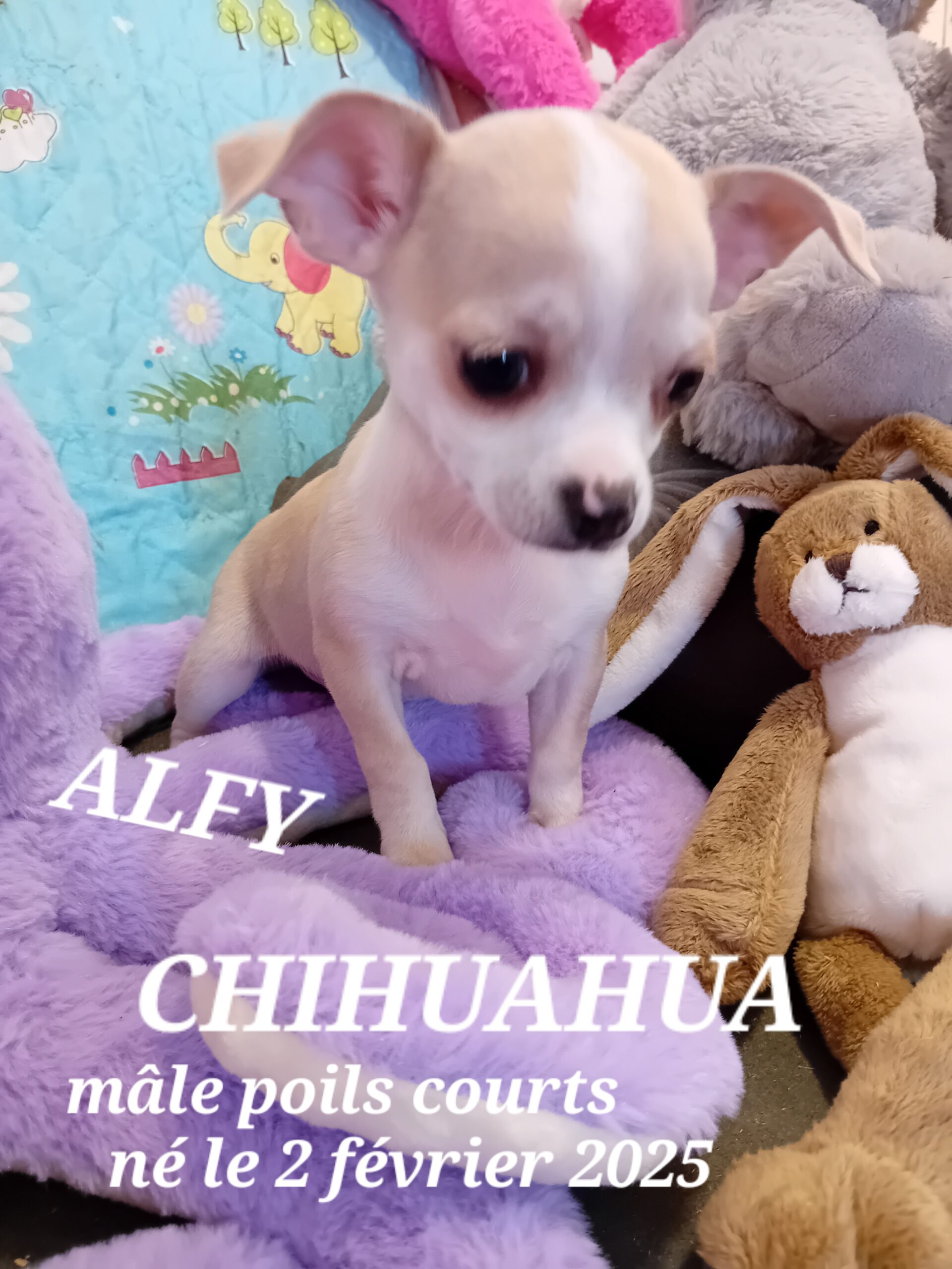 dog-breeder_52 ALFY chihuahua