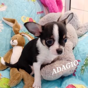 ADAGIO superbe petit mâle chihuahua tricolore