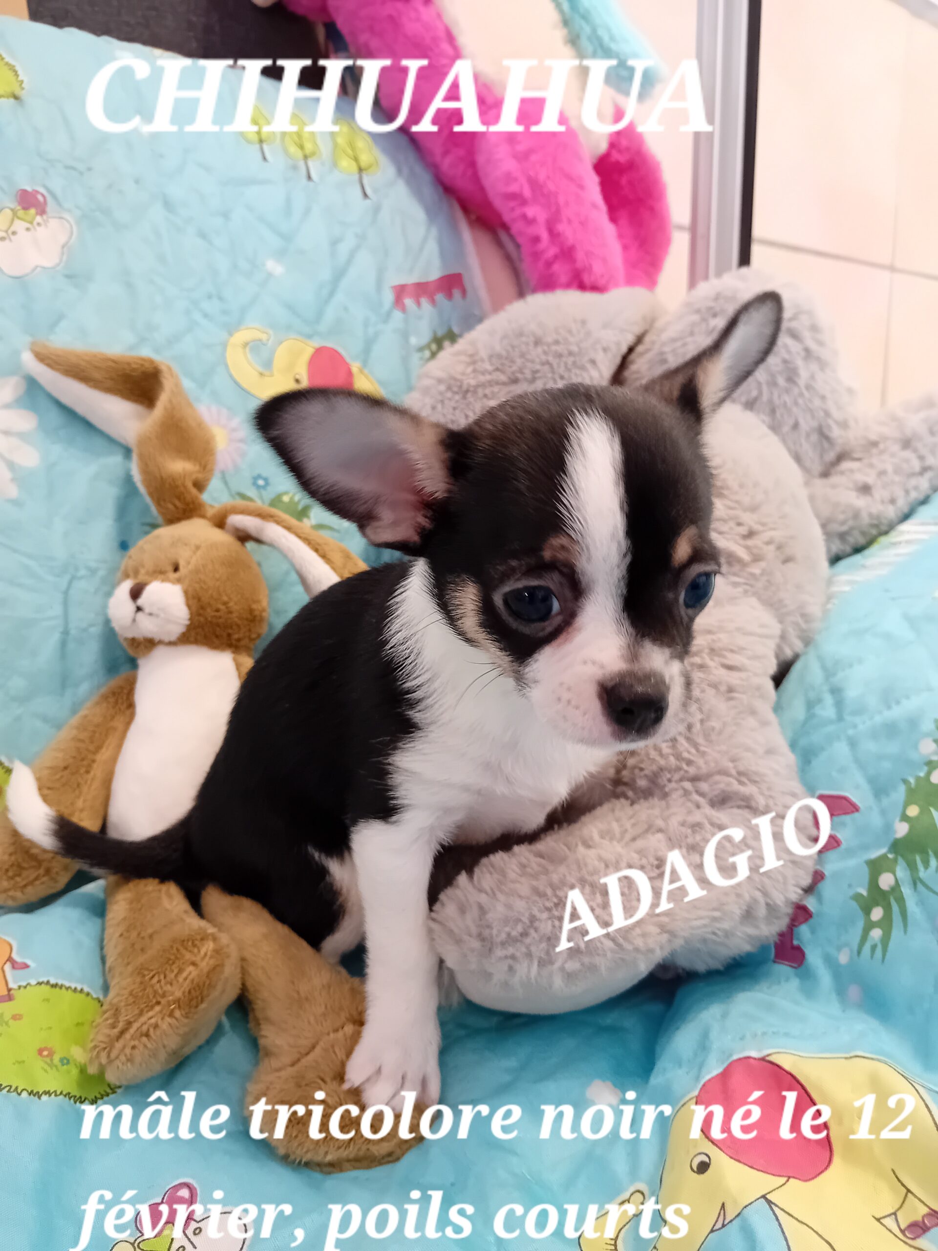 dog-breeder_52 ADAGIO superbe petit mâle chihuahua tricolore