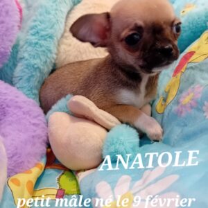 ANATOLE chihuahua miniature