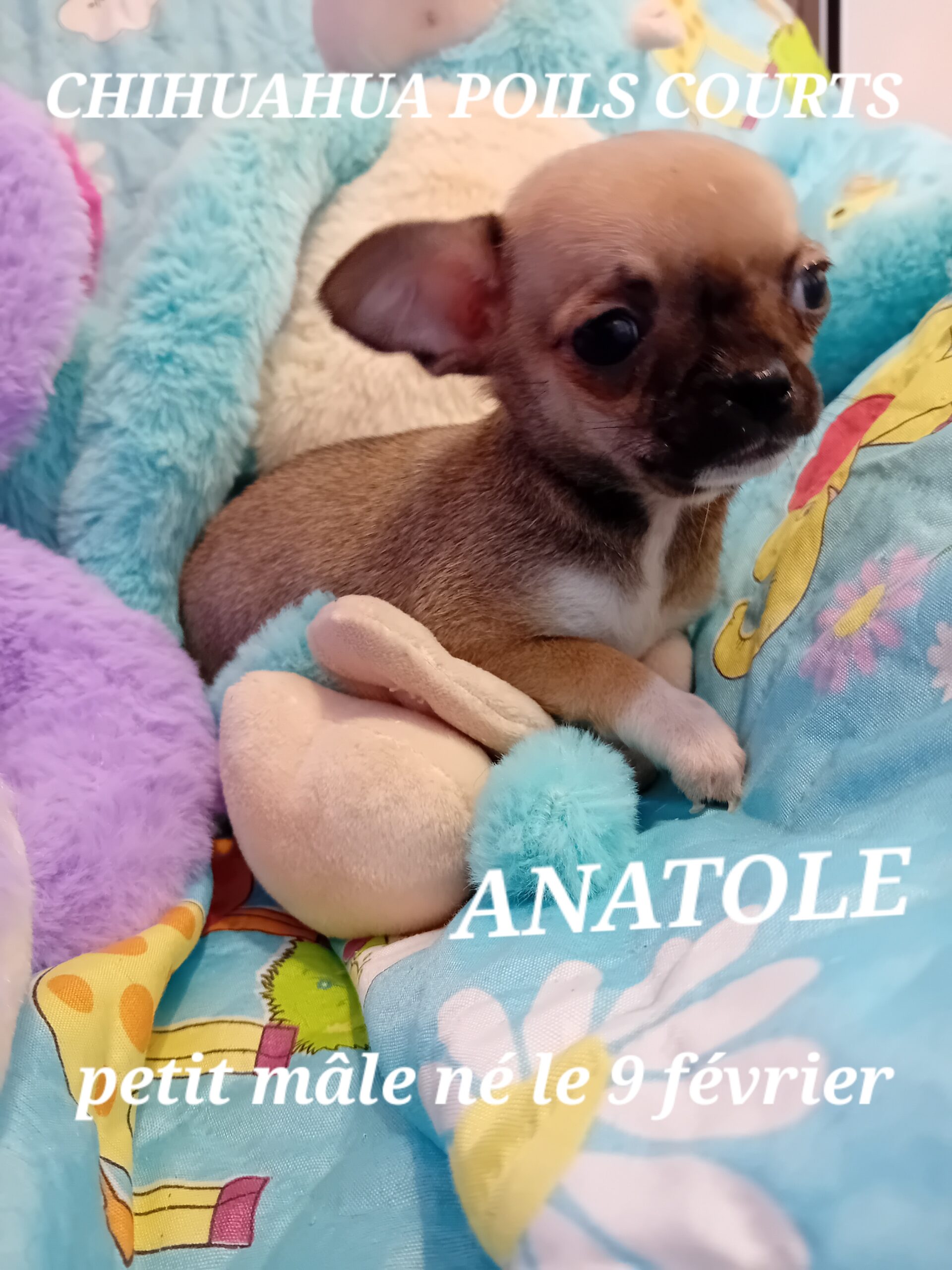 dog-breeder_52 ANATOLE chihuahua miniature