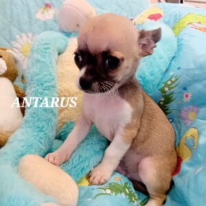 ANTARUS