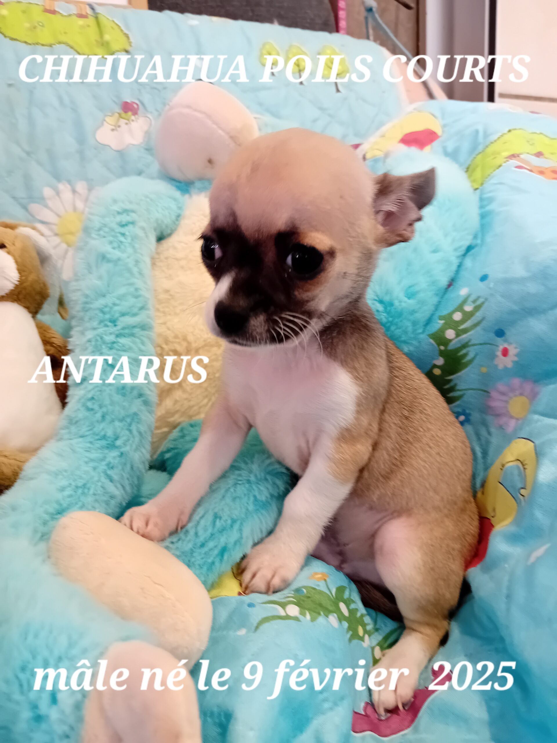 dog-breeder_52 ANTARUS