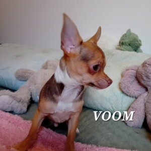 voom chihuahua