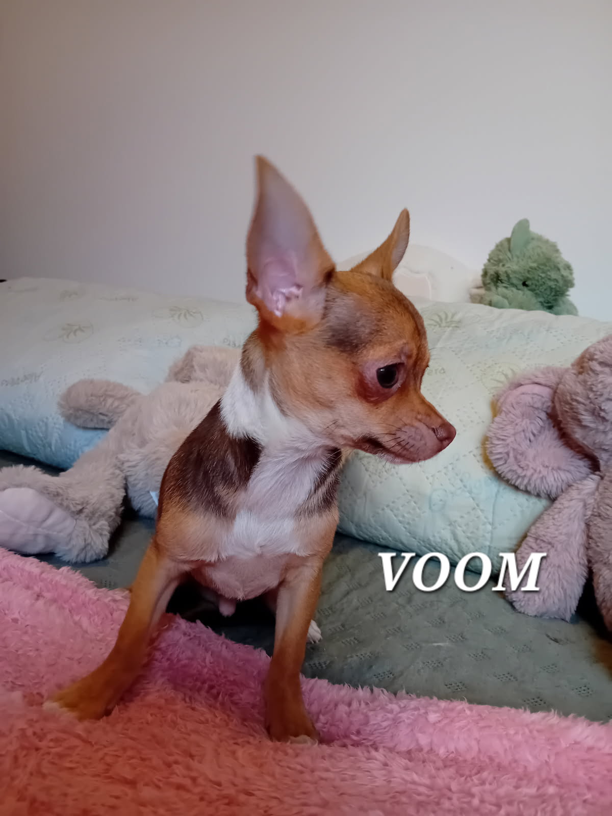 dog-breeder_52 voom chihuahua