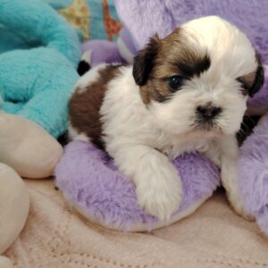 ACE petit mâle SHIH TZU blanc et doré