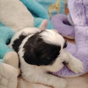 ACHIL petit mâle shih tzu noir et blanc