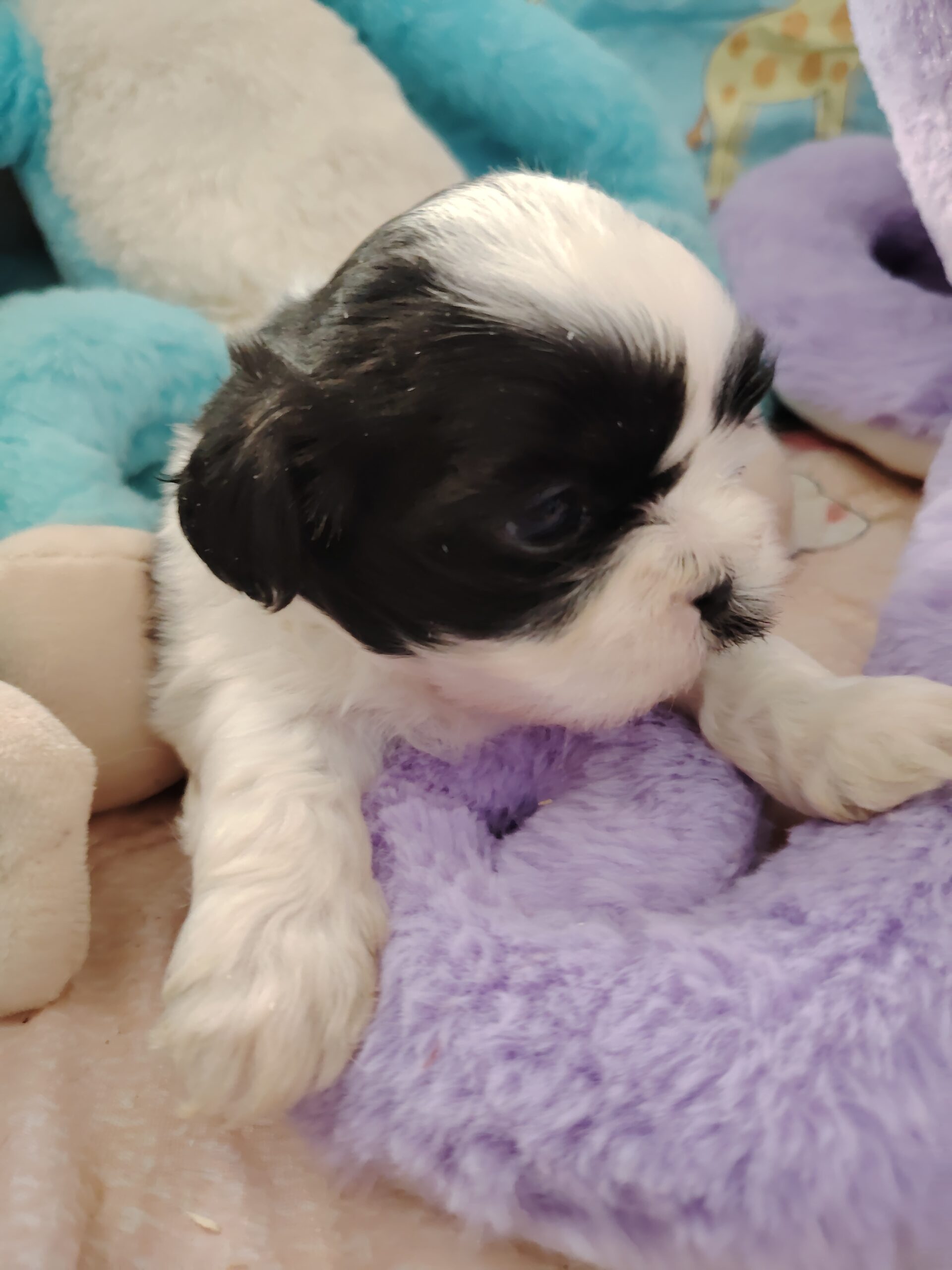 dog-breeder_52 ARCHY