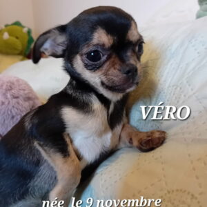VERO chihuahua femelle