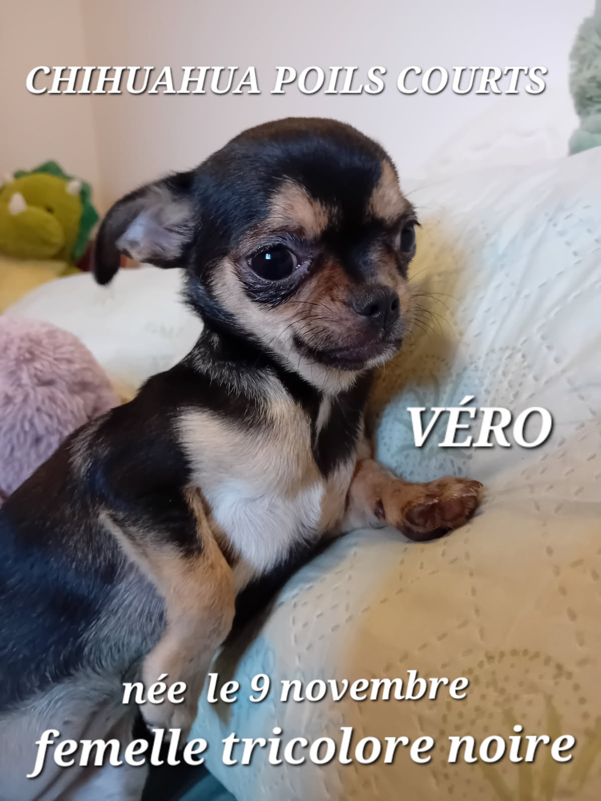 dog-breeder_52 VERO chihuahua femelle
