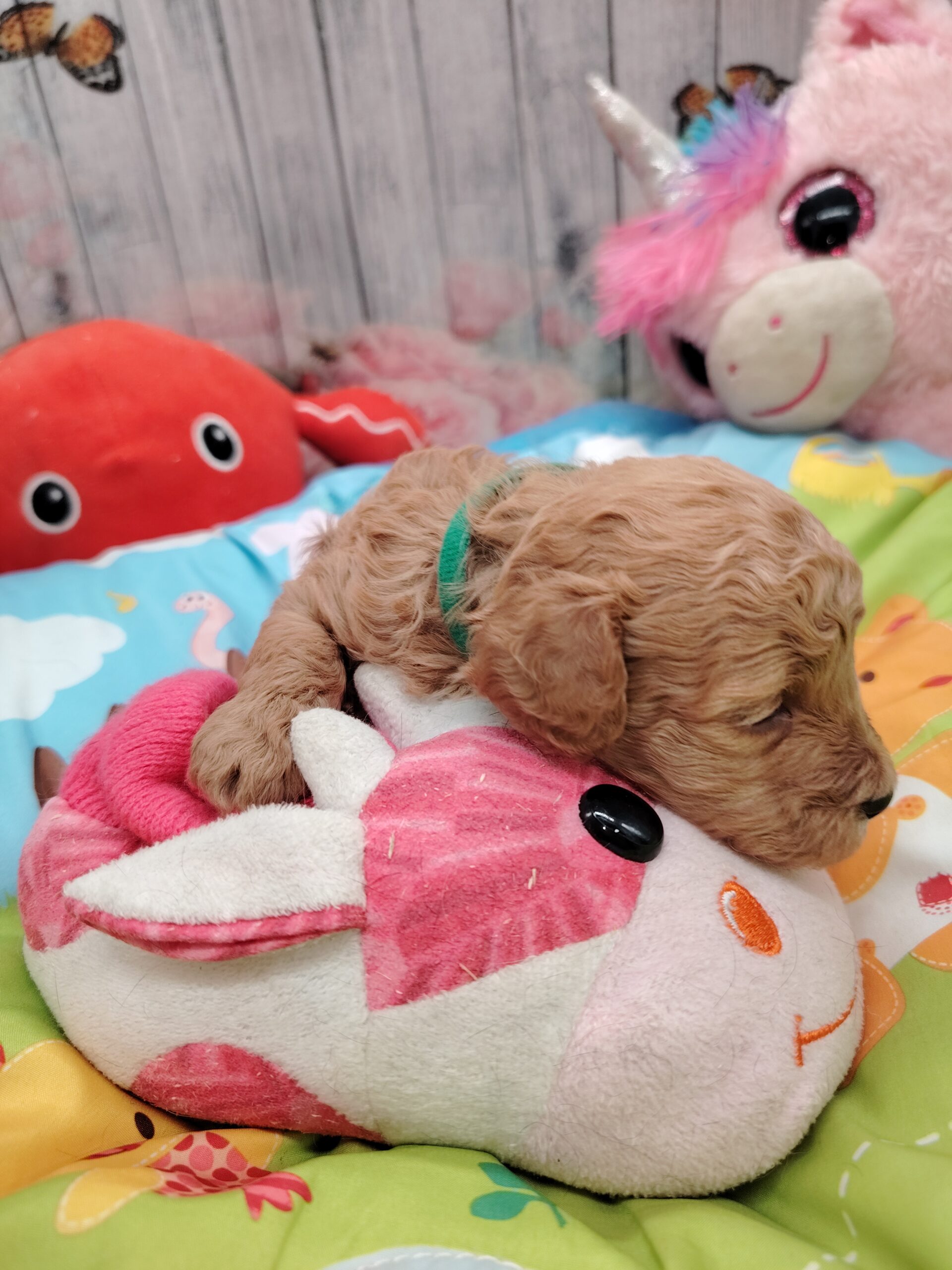 dog-breeder_52 ALADIN