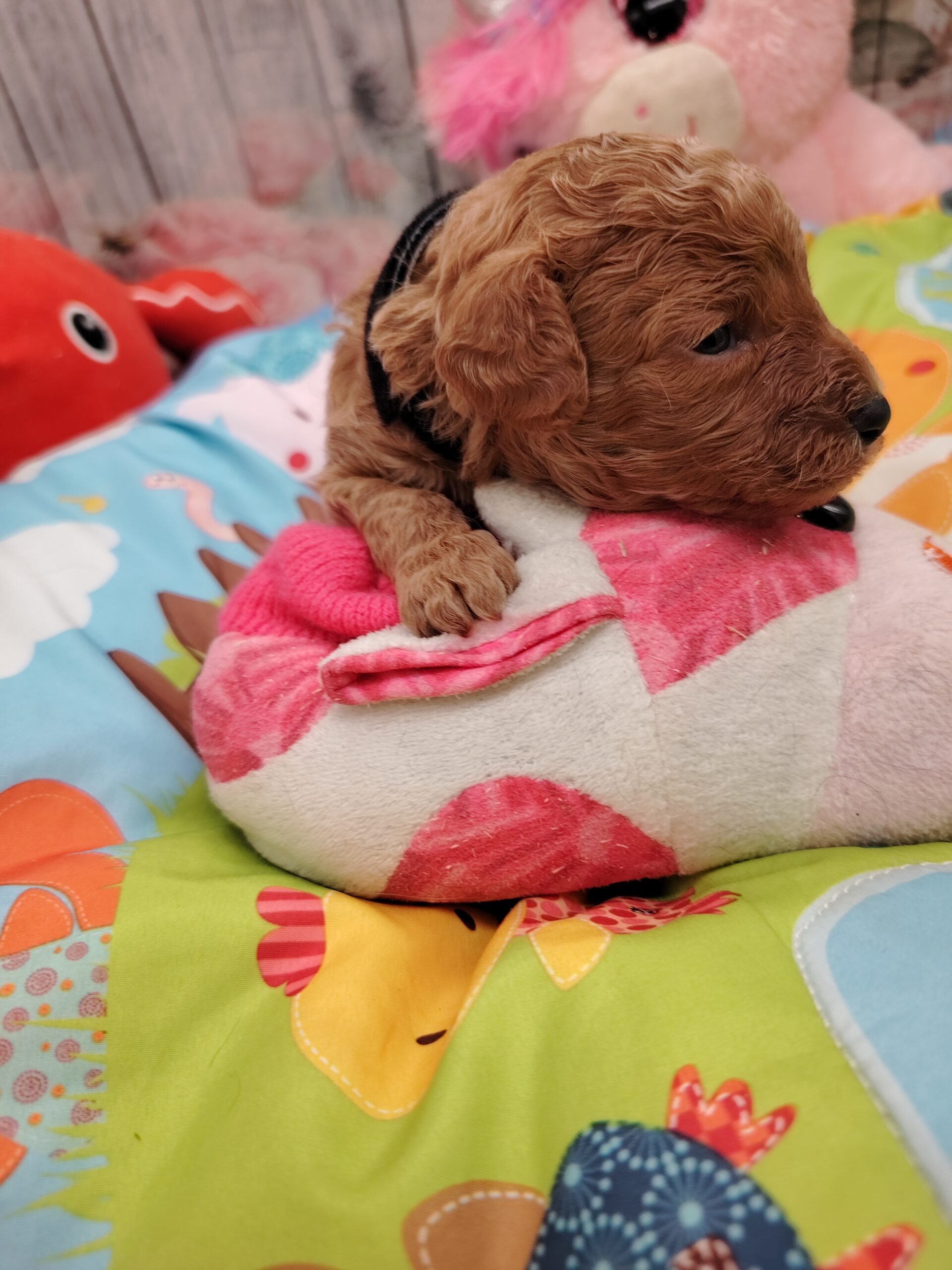dog-breeder_52 AROS