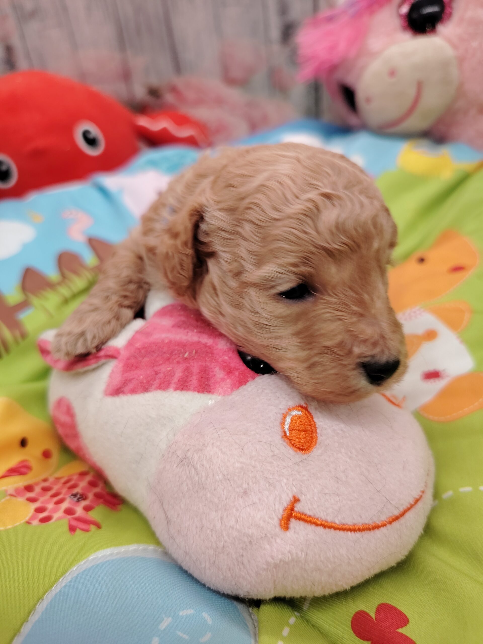 dog-breeder_52 ARIX