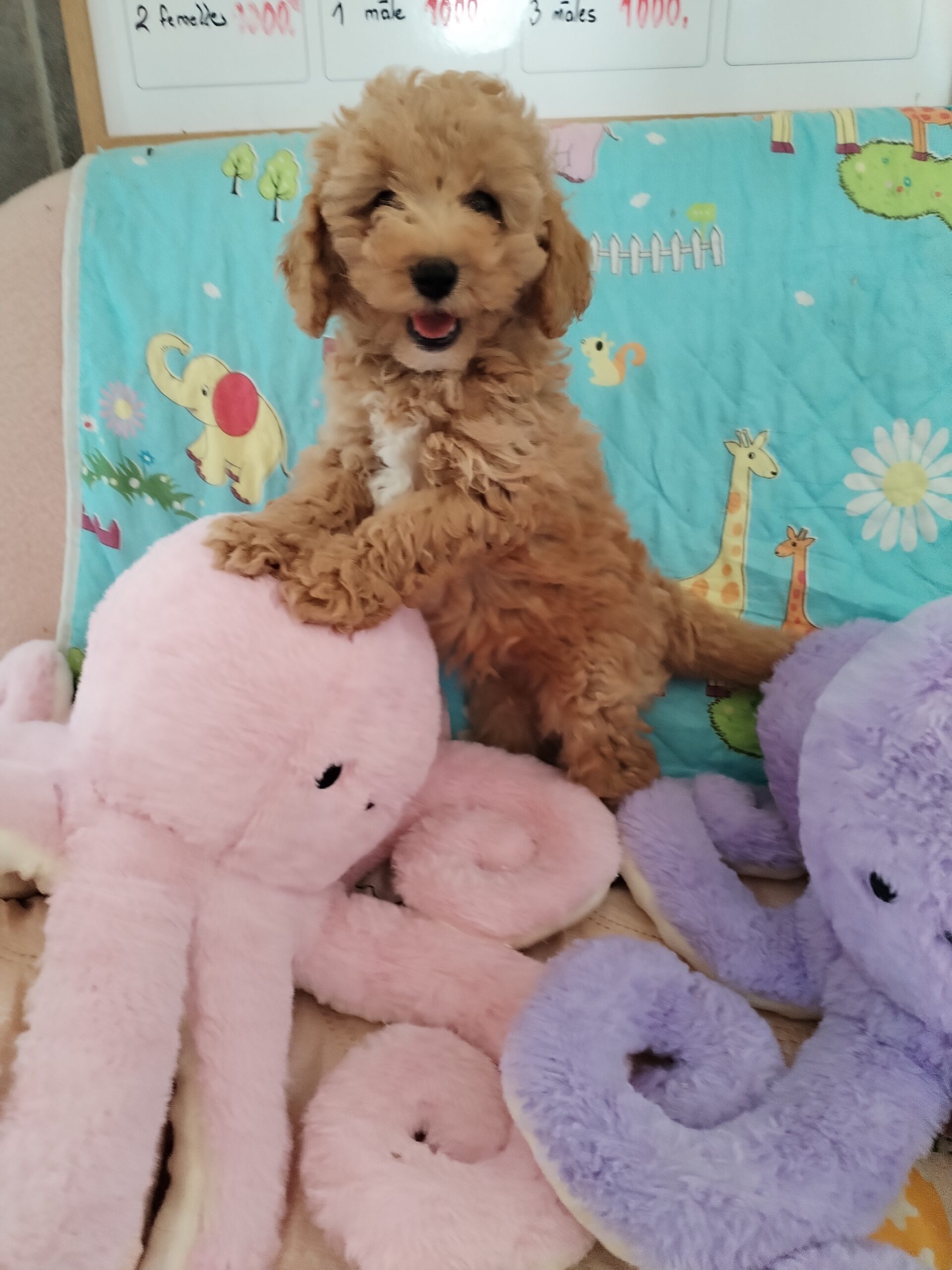 dog-breeder_52