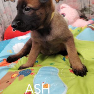 ASH malinoise