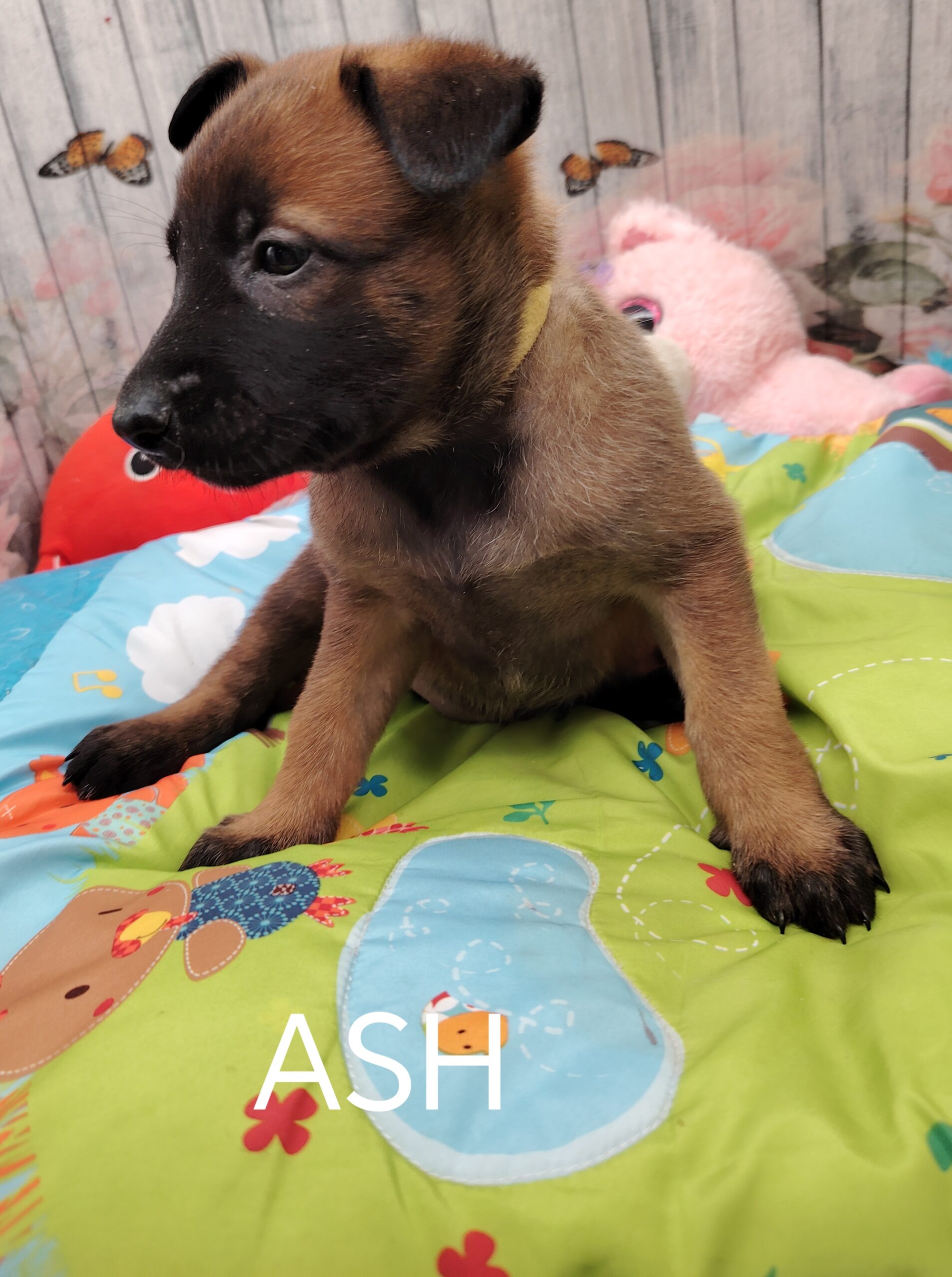 dog-breeder_52 ASH malinoise