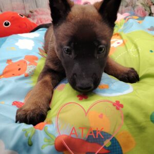 ATAK MALINOISE