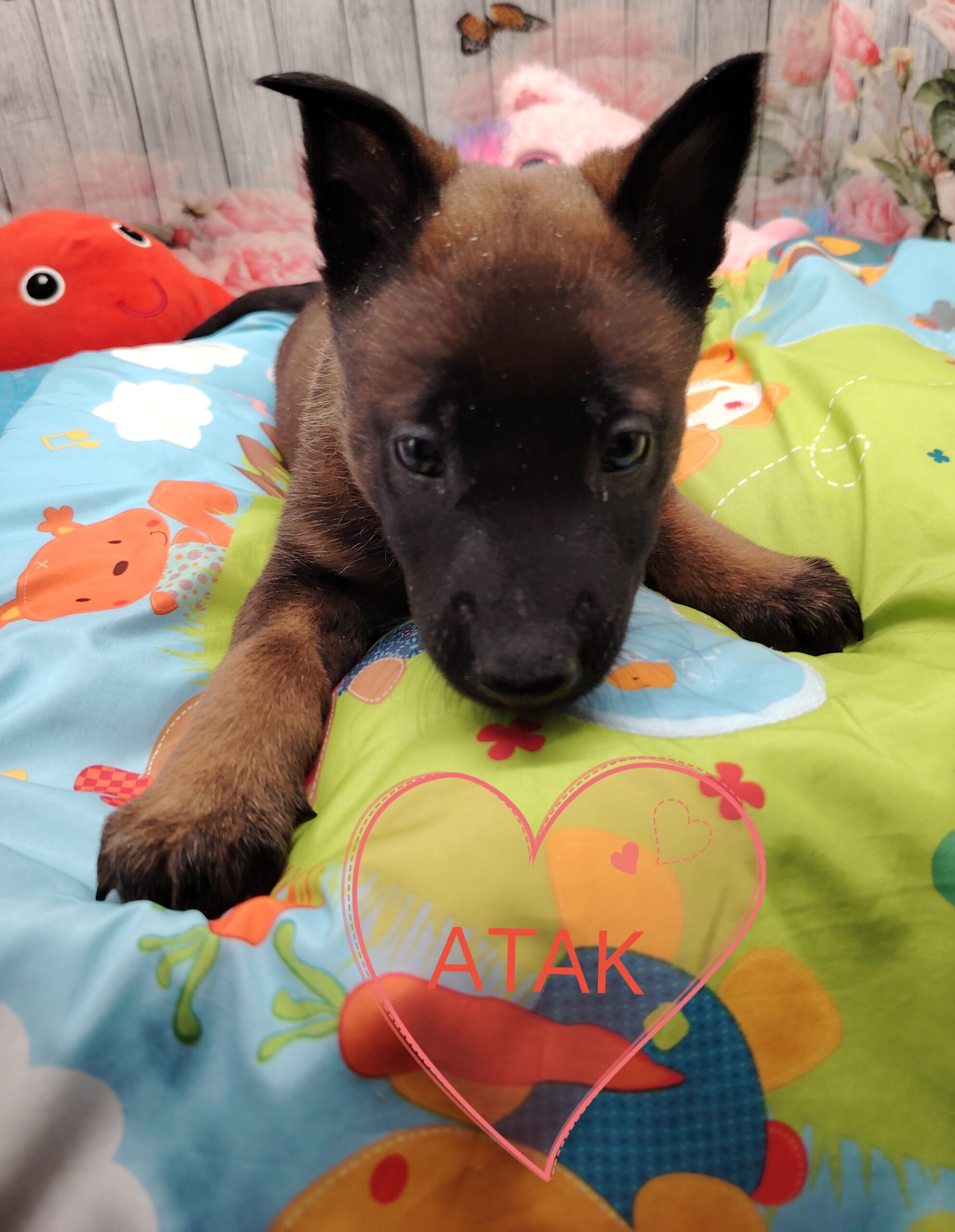 dog-breeder_52 ATAK MALINOISE