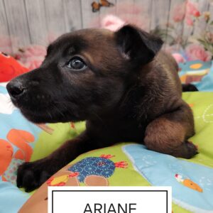 ARIANE MALINOISE