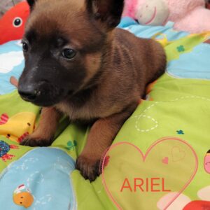 ARIEL MALINOISE
