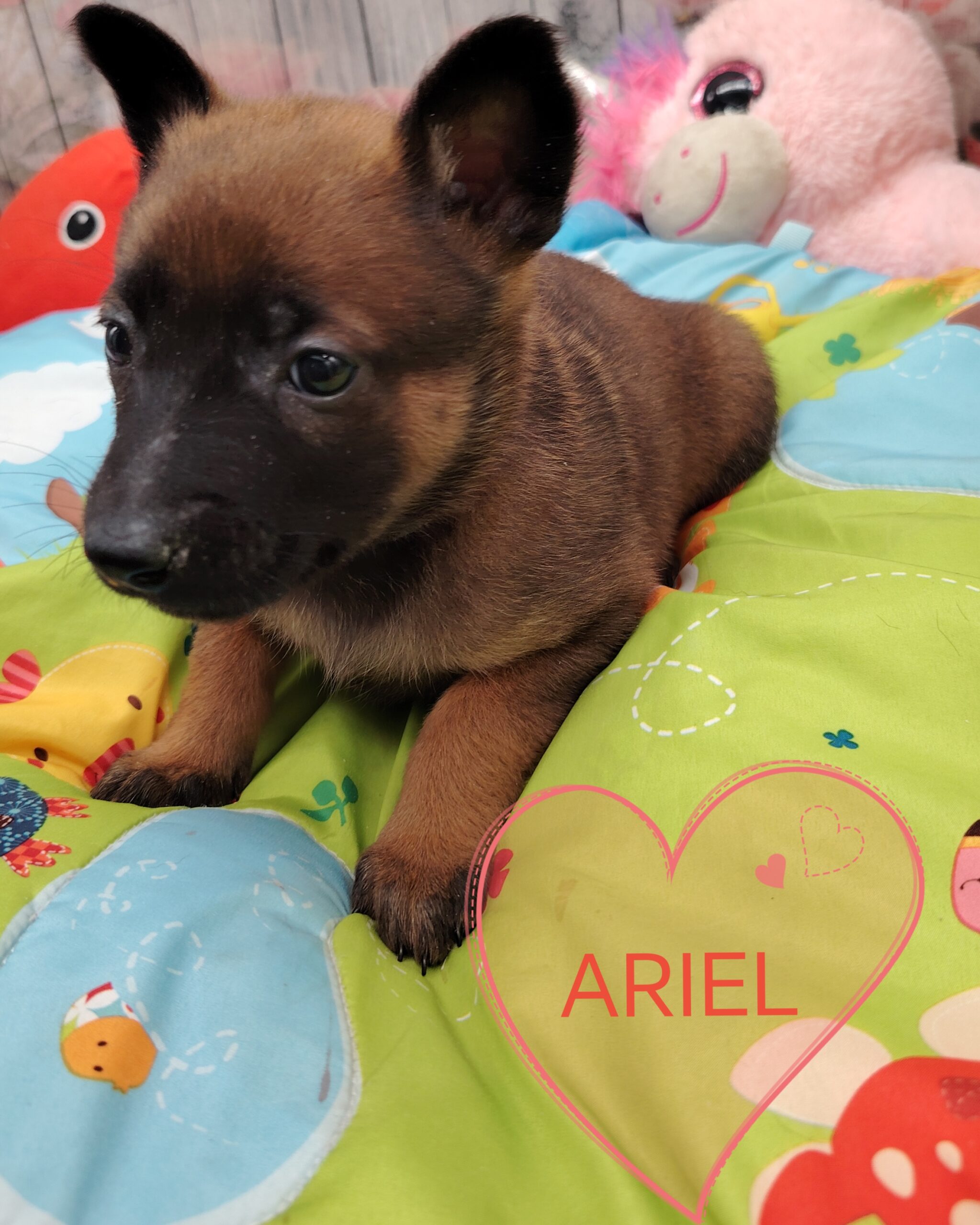 dog-breeder_52 ARIEL MALINOISE
