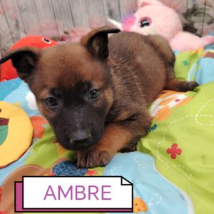 AMBRE MALINOISE