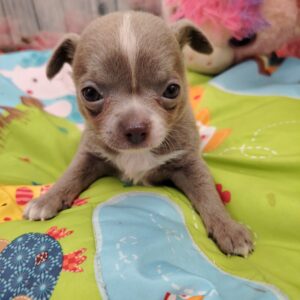 azur mâle chihuahua